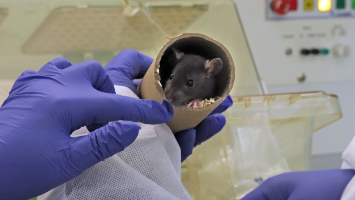 A gloved hand inspecting a rat