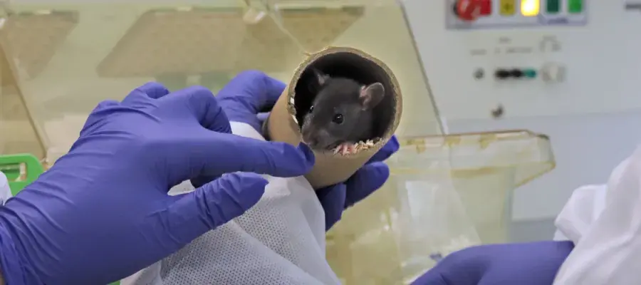 A gloved hand inspecting a rat