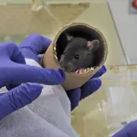 A gloved hand inspecting a rat