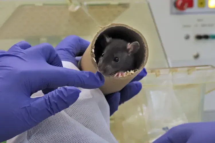A gloved hand inspecting a rat